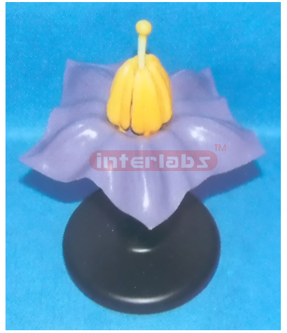 PATATO FLOWER MODEL